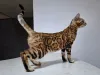 Дополнительные фото: BENGAL KITTEN