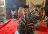Фото №3. 5 бенгальских котят, готовых к переезду в новый дом, свяжитесь с WhatsApp. Финляндия