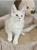 Дополнительные фото: Мейн Кун , Мальчик 3 месяца