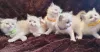 Фото №3. Ragdoll Cittens. Германия