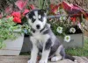 Дополнительные фото: Adorables Cachorros de Husky Sibibiano en ancisción