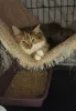 Дополнительные фото: Молодая, ласковая, пушистая кошечка Клюква ищет дом!