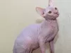 Фото №3. In the Cattery Dimon Style there are wonderful kittens of the Canadian Sphynx.. Германия