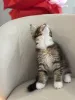 Дополнительные фото: Котята мейн-кун LOOF