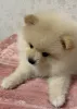 Дополнительные фото: Щенки шпиц