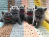 Фото №1. британская короткошёрстная - купить в Штутгарт за договорная. Объявление №138276