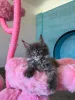 Фото №3. Продаются котята мейн-куна XL, зарегистрированы в TICA!. Германия