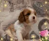 Дополнительные фото: Щенки кавалер кинг чарльз спаниель