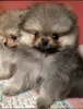 Фото №3. Purebred Spitz Puppies доступно для здоровья проверено и хорошо социализировано.  Германия