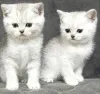 Фото №3. Продам шотландского котенка. Беларусь