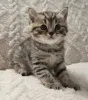 Фото №3. Chatons Européens на поле, доступное на вечеринке.. Бельгия