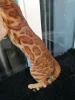 Дополнительные фото: Бенгальский кот Aykamam Amur для разведения