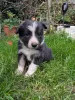 Фото №3. Border Collie Dog Pups..whatsapp me at 44 7453 907158.  Бельгия