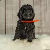 Дополнительные фото: Потрясающие щенки Goldendoodle