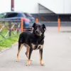 Фото №3. Милая собака небольшого размера.  Россия