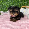 Дополнительные фото: Мини Йоркширского терьера щенков на продажу
