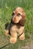 Фото №3. Английский кокер-спаниель Welpen zu verkaufen.  Бельгия