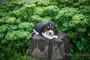 Фото №3. Отличные щенки от родителей чемпионов.  Россия