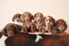 Фото №3. Nuttede gradhunde hvalpe soger et kærligt hjem for altid.  Дания
