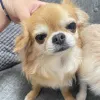 Фото №2 к объявлению №161502 о продаже чихуахуа - купить в Германии 