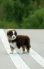 Дополнительные фото: Миниатюрный американский пастух (MAS) Puppy