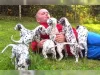 Фото №1. далматин - купить в Земля за 41745₽. Объявление №169434