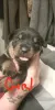 Дополнительные фото: Rottweiler Puppies на продажу