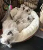 Фото №3. Красивые котята рэгдолл. Великобритания