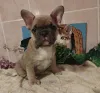 Дополнительные фото: Французский бульдог.
