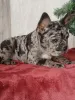 Дополнительные фото: Французский бульдог