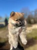Дополнительные фото: Щенята шпица