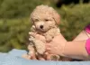 Дополнительные фото: Мальтипу щенки Maltipoo