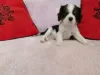 Фото №2 к объявлению №9771 о продаже кавалер-кинг-чарльз-спаниеля - купить в Беларуси заводчик
