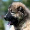 Дополнительные фото: Кавказская овчарка красивые щенки
