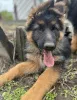 Дополнительные фото: Щенки немецкой овчарки