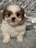 Фото №3. Прекрасные щенки для девочек Shih tzu готовы к новому дому.  Великобритания