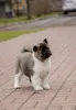 Дополнительные фото: Щенки американской акиты