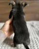 Фото №3. Teacup Chihuahua Puppy для усыновления.  США