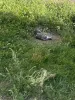 Фото №2 к объявлению №174674 о продаже  - купить в Беларуси 