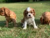 Дополнительные фото: Щенки кавалер-кинг-чарльз-спаниеля.