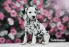 Дополнительные фото: Изысканные Dalmatian Puppies Champion Champion Bloselines, готовые к любящим