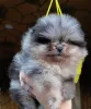 Дополнительные фото: Pomeranski Mini Shpic Pomeranian Spitz Померанские Мини шпицы