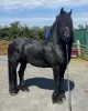 Дополнительные фото: horse needs a new home