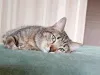 Дополнительные фото: Полосатый молодой котик Кузя ищет дом