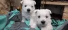 Дополнительные фото: Продаются щенки лучших представителей своей породы West Highland White Terrier