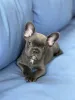 Фото №2 к объявлению №157877 о продаже французского бульдога - купить в Германии из приюта, заводчик