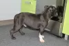 Дополнительные фото: Шикарные Щенки American Bully