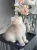 Фото №3. Красивые кремовые британские короткошерстные котята ищут навсегда дом. Германия