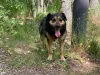 Фото №2 к объявлению №144343 о продаже беспородную - купить в России частное объявление