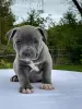 Дополнительные фото: American bully